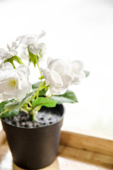 Flowers pots decoration on wooden table