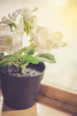 Flowers pots decoration on wooden table