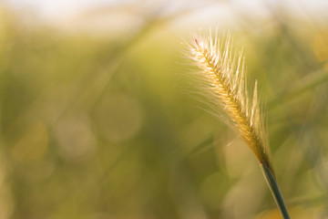 Flowering grass, mission gass, view beautiful, feacher pennisetum or mission grass with pale sky when sunrise.