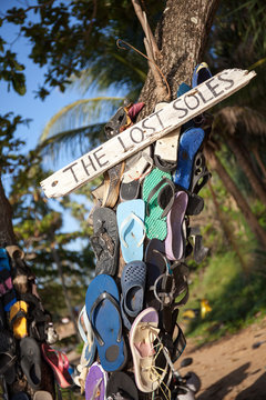 Tree with lost nailed shoe soles