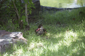 Red-Billed Teal Ducks (Anas erythrorhyncha)