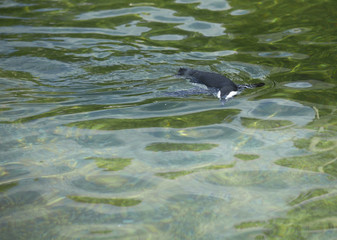 Naklejka premium Penguin swimming