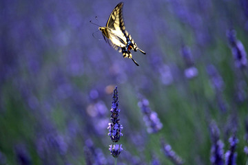 揚羽蝶とラベンダー