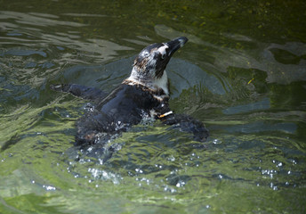 Penguin swimming