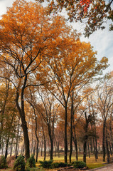 Fototapeta na wymiar Осень в городском парке