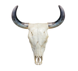Head cow skull on white