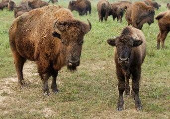 American Bison