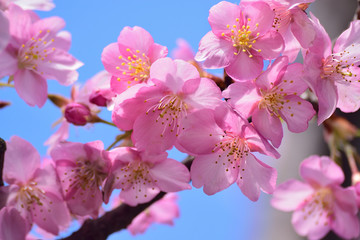 Macro details of Pink Cherry Blossoms in Japan