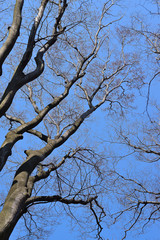 Silhouette Winter leafless Tree background