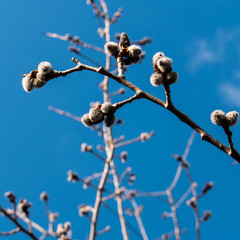 Spring buds emerging from plant in state park