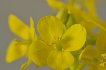 Macro closeup of yellow canola flower used for edible oil in natural background