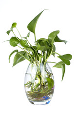 Green plant in glass vase isolated on white background