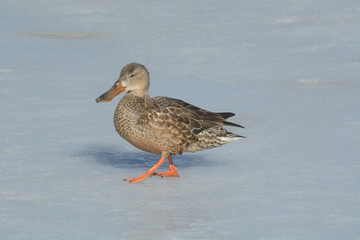 Northern Shoveler Duck hen walking across ice of frozen winter lake