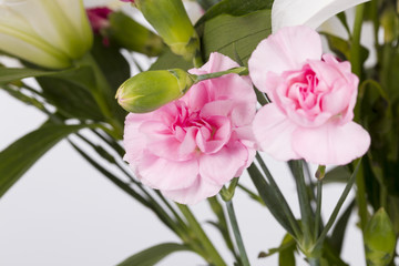 Obraz premium Pink carnations