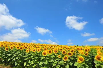Papier Peint photo Tournesol Sunflower Fields in Japan