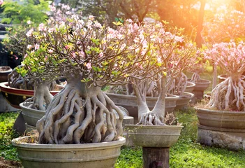Fotobehang rose bonsai garden © Yanukit