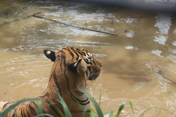 Fototapeta na wymiar Tiger resting in water