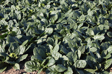 ホウレンソウ  露地物   ほうれん草