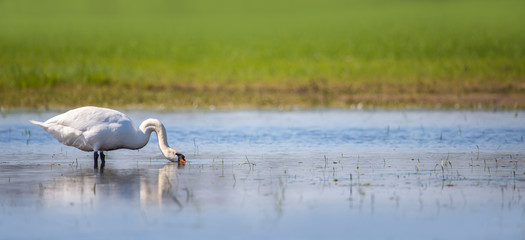 ein Höckerschwan steht im flachen Wasser