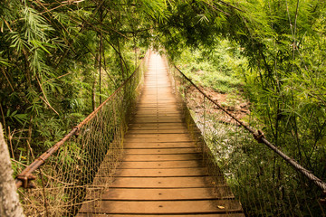 Rope bridge in a tropical forest