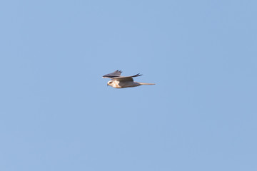 White-tailed kite flying in the wild, seen in North California