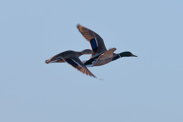 Wild ducks flying together 