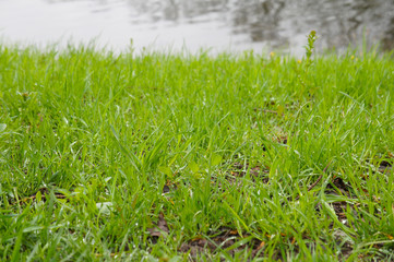 Green grass with gray water background