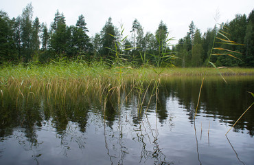 Obraz premium Rural lake landscape with reed