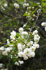 White blossoming cherry flower tree branch 