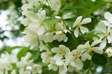 White blossoming apple tree branch 