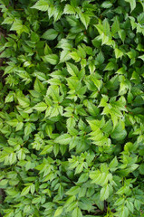 Fototapeta na wymiar Green foliage of filipendula plant