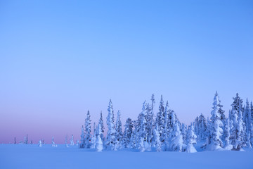 View of beautiful winter forest in the light at sunset