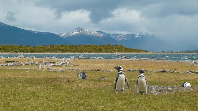 Magellanic Penguins in their Natural South American Habitat with Epic Mountains of Tierra del Fuego Argentina in the Background
