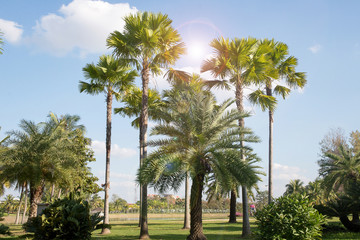 palm