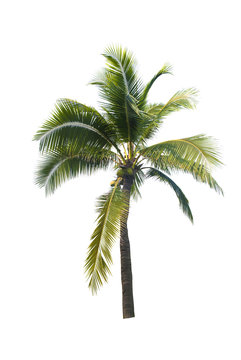 coconut tree on white background