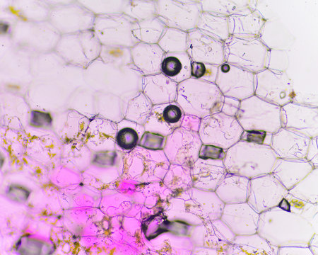 plant cells