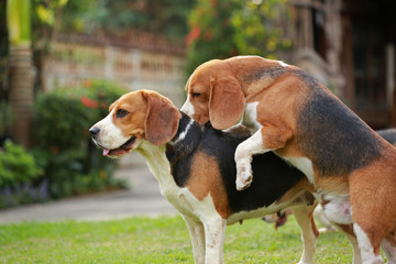 two purebred beagle dog are making love and sex
