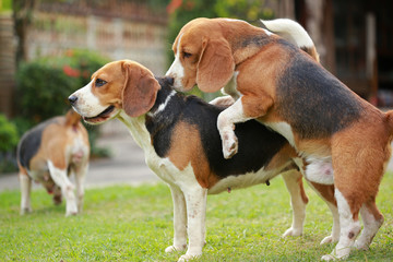 two purebred beagle dog are making love and sex
