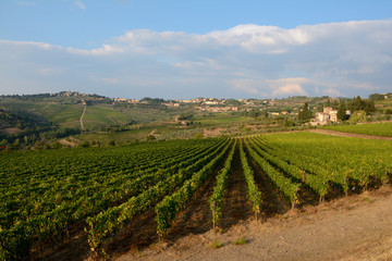 Fototapeta na wymiar Vineyard in Tuscany.
