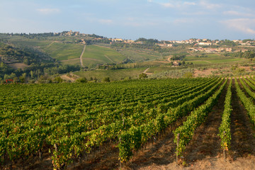 Fototapeta na wymiar Vineyard in Tuscany.
