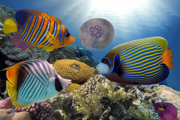 Naklejka premium Wonderful and beautiful underwater world with corals