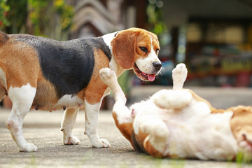 Purebred female Beagle dog lying down on lawn