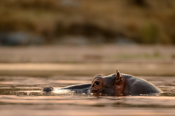 Common hippopotamus or hippo (Hippopotamus amphibius). Blyamiti Waterhole.  Kruger National Park....