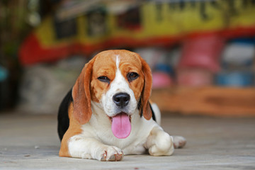 Purebred female Beagle dog lying down on lawn