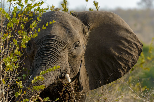 African bush elephant (Loxodonta africana). Kruger National Park. Mpumalanga. South Africa.