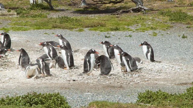 Gentoo Penguin Colony with Babies in their Natural Habitat on a Sunny Day at the Southern Most Tip of South America in Tierra del Fuego Argentina