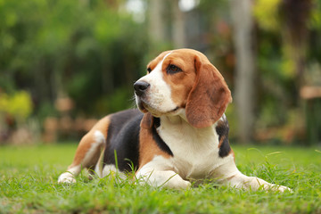 Purebred female Beagle dog lying down on lawn
