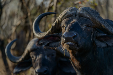 Fototapeta na wymiar African buffalo, also know as Cape Buffalo (Syncerus caffer). Kruger National Park. Mpumalanga. South Africa.
