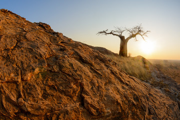 Baobab Tree
