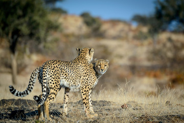 Cheetah (Acinonyx jubatus) walking